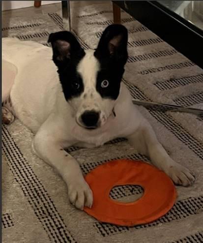 Enlarge Maggie, a Adoptable mixed breed in Albuquerque, NM image 2/4