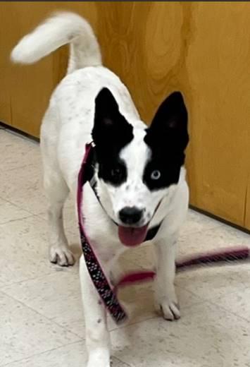 Enlarge Maggie, a Adoptable mixed breed in Albuquerque, NM image 4/4