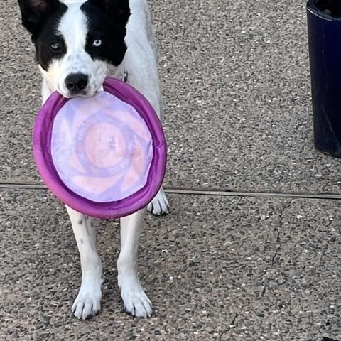 Enlarge Maggie, a Adoptable mixed breed in Albuquerque, NM image 2/6