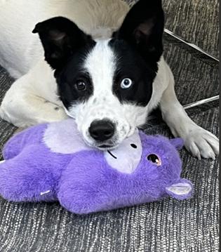 Maggie, Adoptable, Adult Female Border Collie.