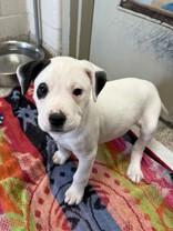 Enlarge Chive, an adopted mixed breed in Whitby, ON image 1/2