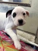 Enlarge Chive, an adopted mixed breed in Whitby, ON image 2/2