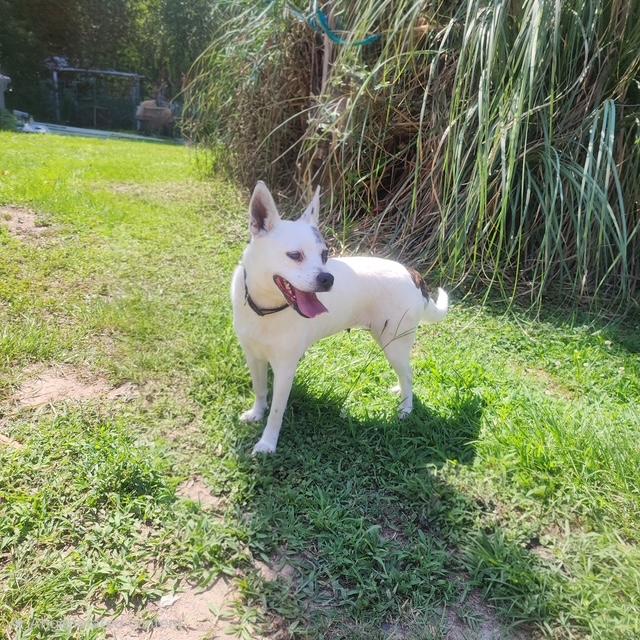 Lilly Rose, an adopted mixed breed in Manhasset, NY image 4/4