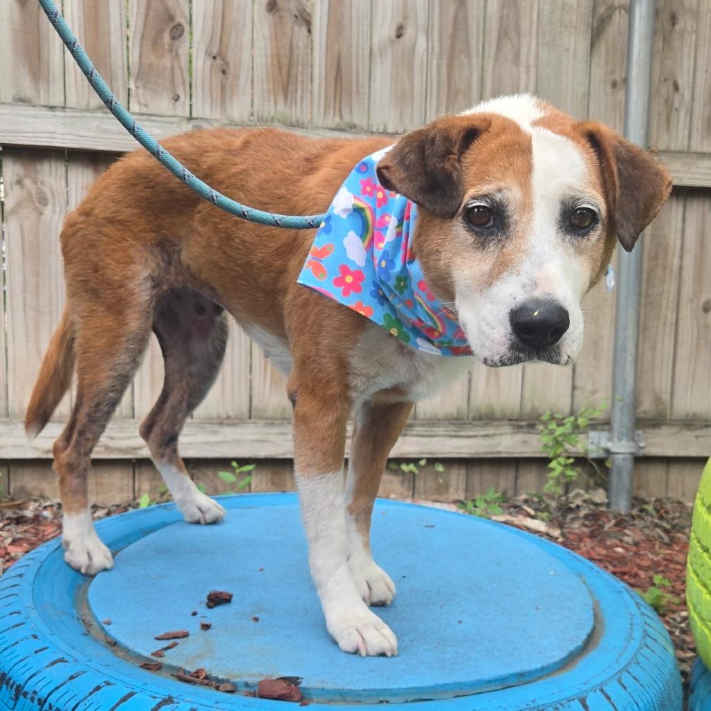 Charlotte, Adoptable, Senior Female Beagle & American Foxhound.