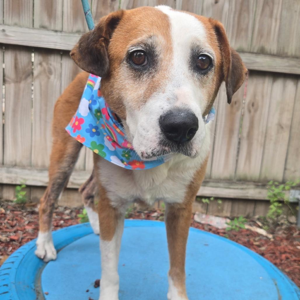 Charlotte, a Adoptable mixed breed in San Antonio, TX image 2/6
