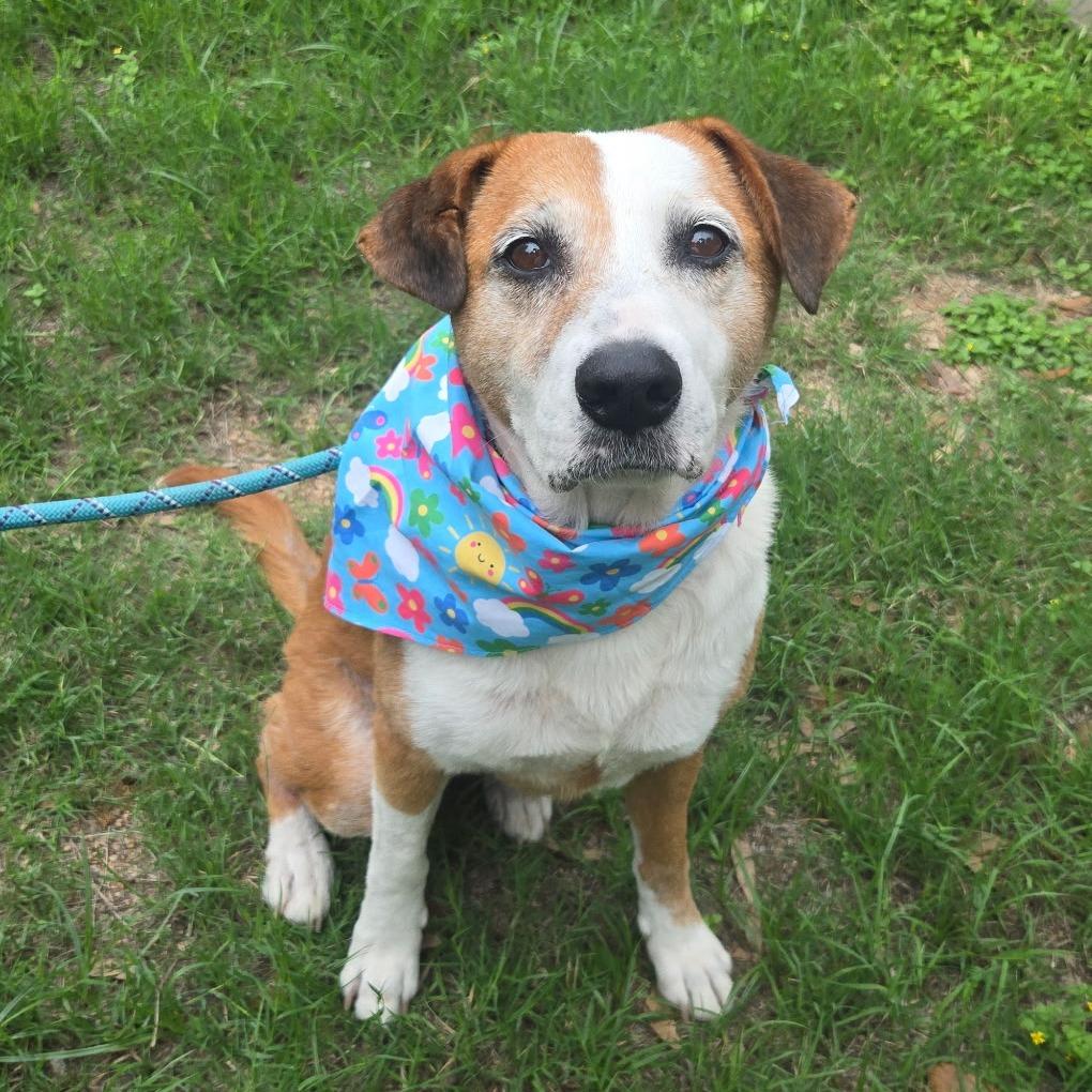 Charlotte, a Adoptable mixed breed in San Antonio, TX image 3/6