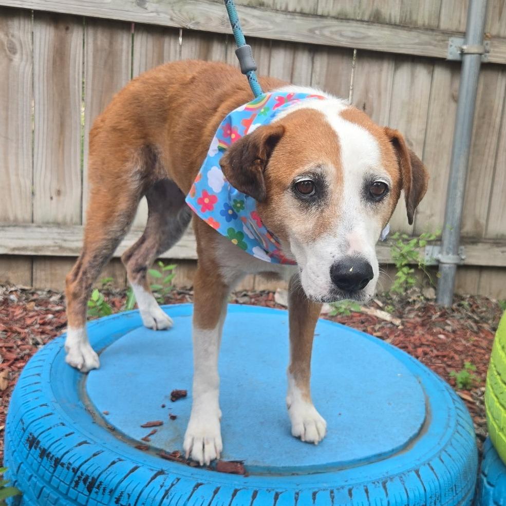 Charlotte, a Adoptable mixed breed in San Antonio, TX image 4/6