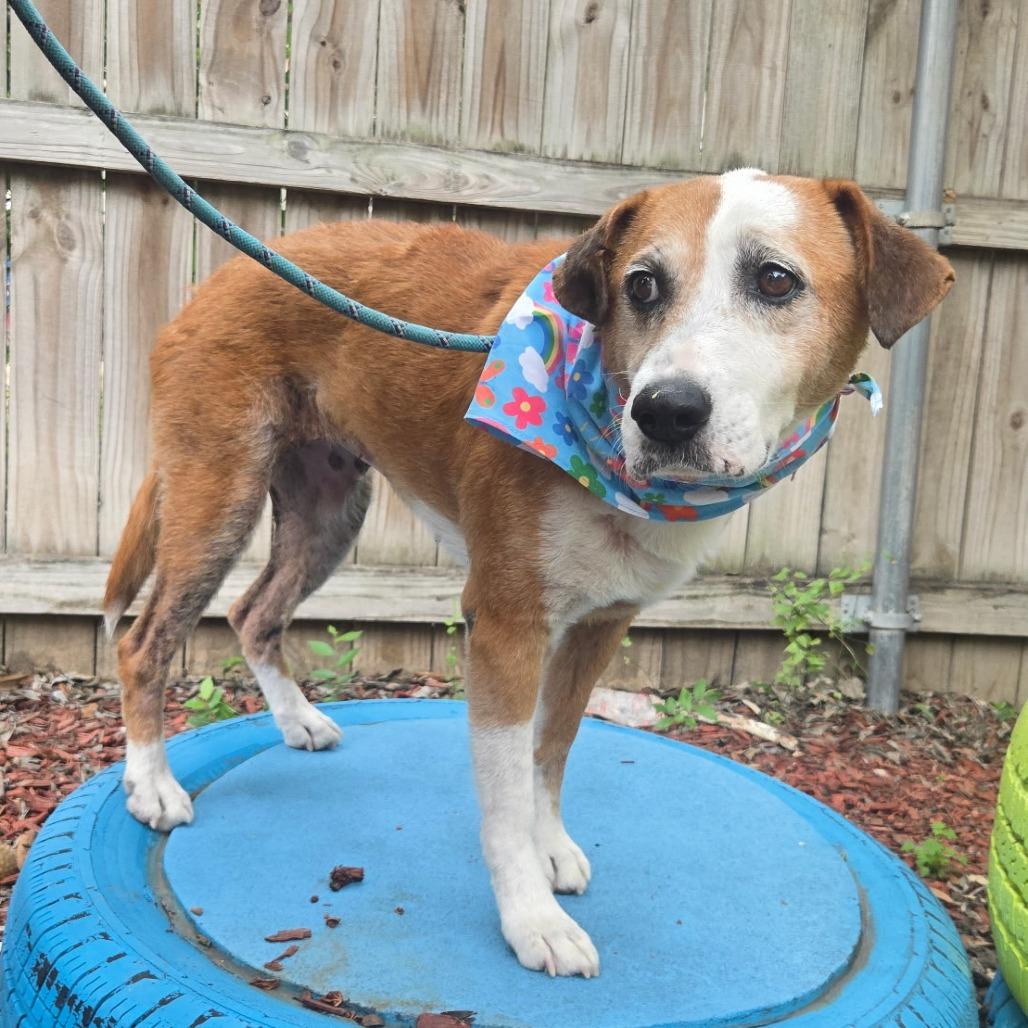 Charlotte, a Adoptable mixed breed in San Antonio, TX image 5/6