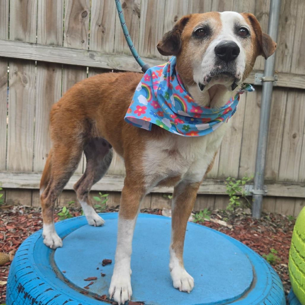 Charlotte, a Adoptable mixed breed in San Antonio, TX image 6/6