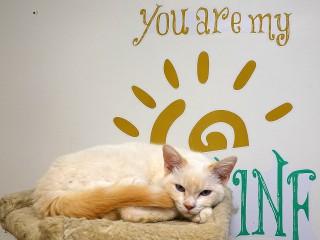 Calise, an adoptable Siamese, Domestic Short Hair in Anaconda, MT, 59711 | Photo Image 5