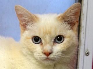 Calise, an adoptable Siamese, Domestic Short Hair in Anaconda, MT, 59711 | Photo Image 1