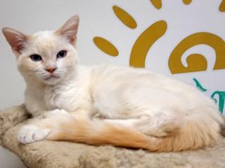 Calise, an adoptable Siamese, Domestic Short Hair in Anaconda, MT, 59711 | Photo Image 4