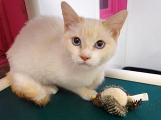 Calise, an adoptable Siamese, Domestic Short Hair in Anaconda, MT, 59711 | Photo Image 6