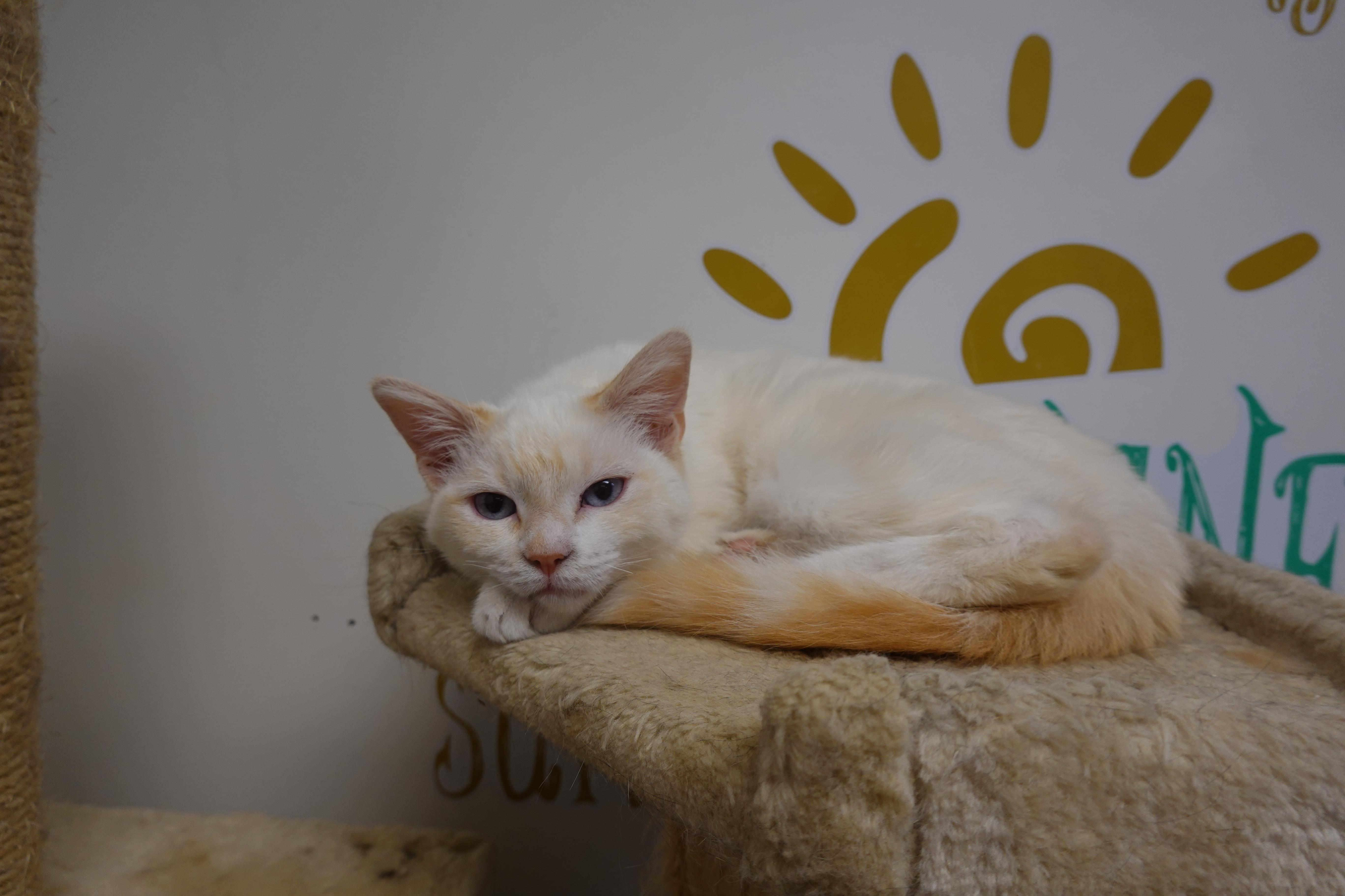 Calise, an adoptable Siamese, Domestic Short Hair in Anaconda, MT, 59711 | Photo Image 3