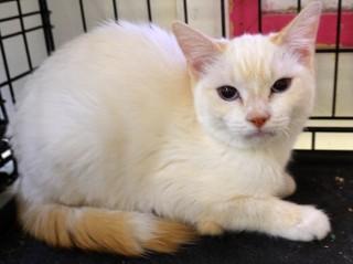 Calise, an adoptable Domestic Short Hair, Siamese in Anaconda, MT, 59711 | Photo Image 2