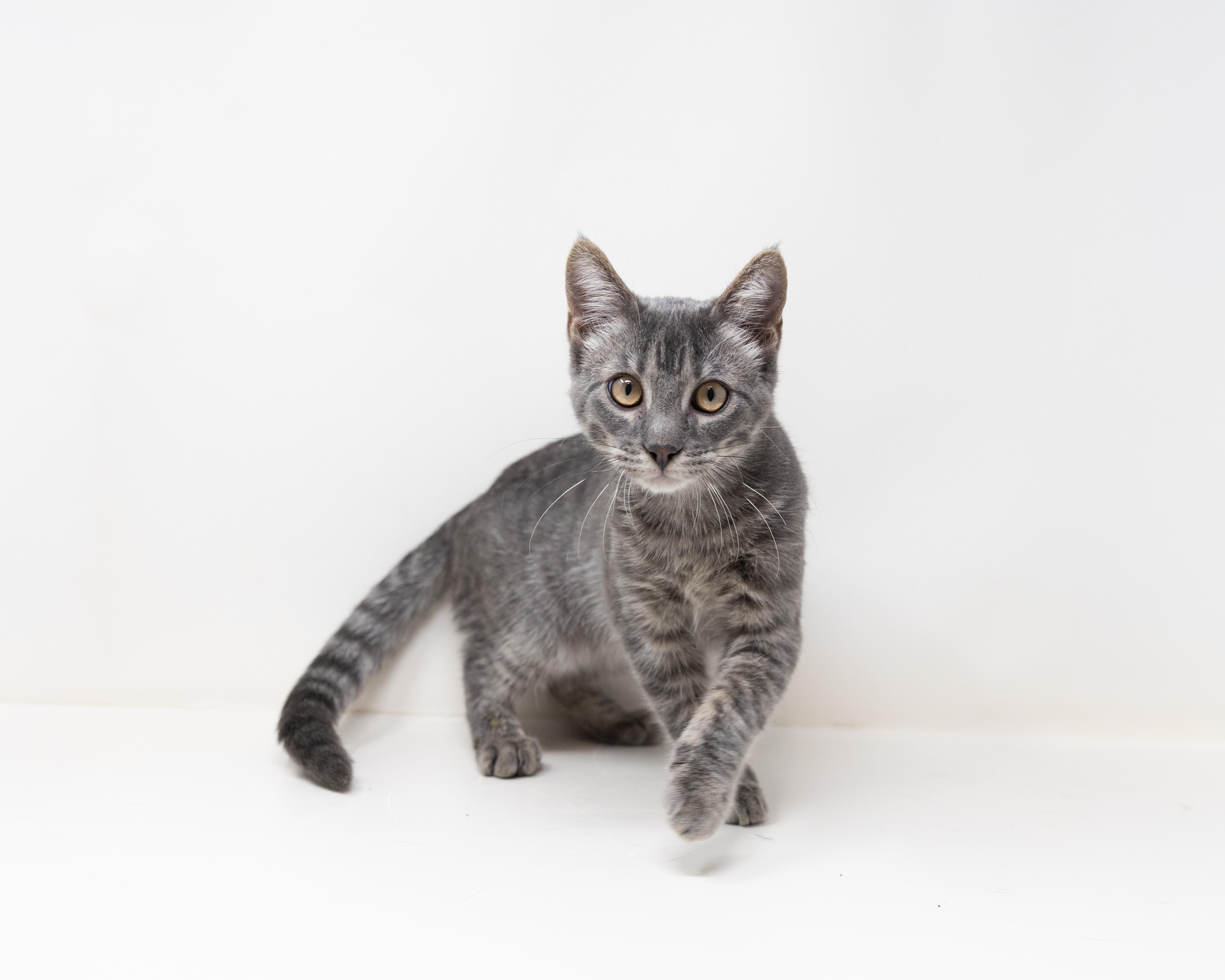 Grayson, ADOPTABLE, Kitten Male Tabby.