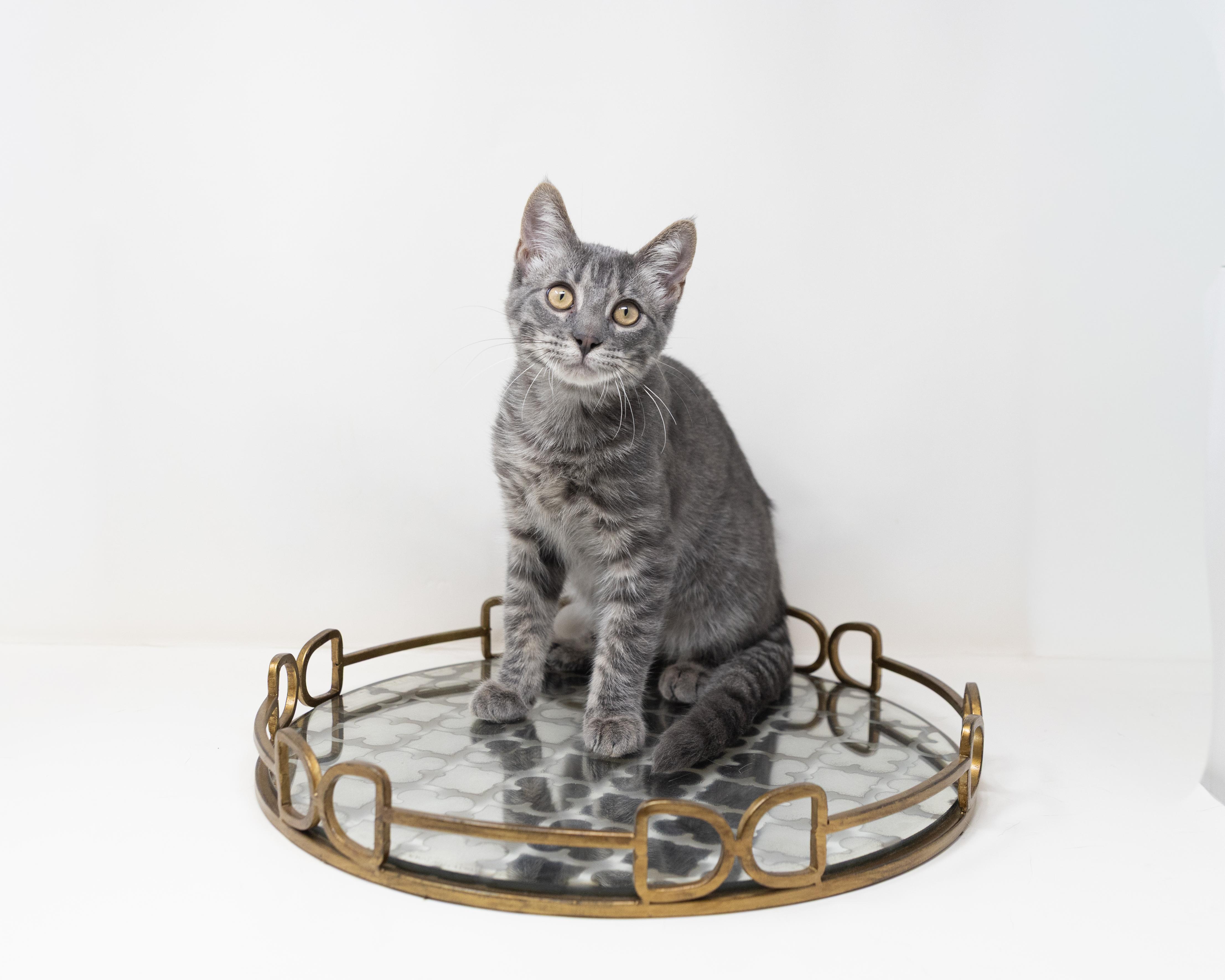 Enlarge Grayson, a ADOPTABLE Tabby in Trophy Club, TX image 4/6