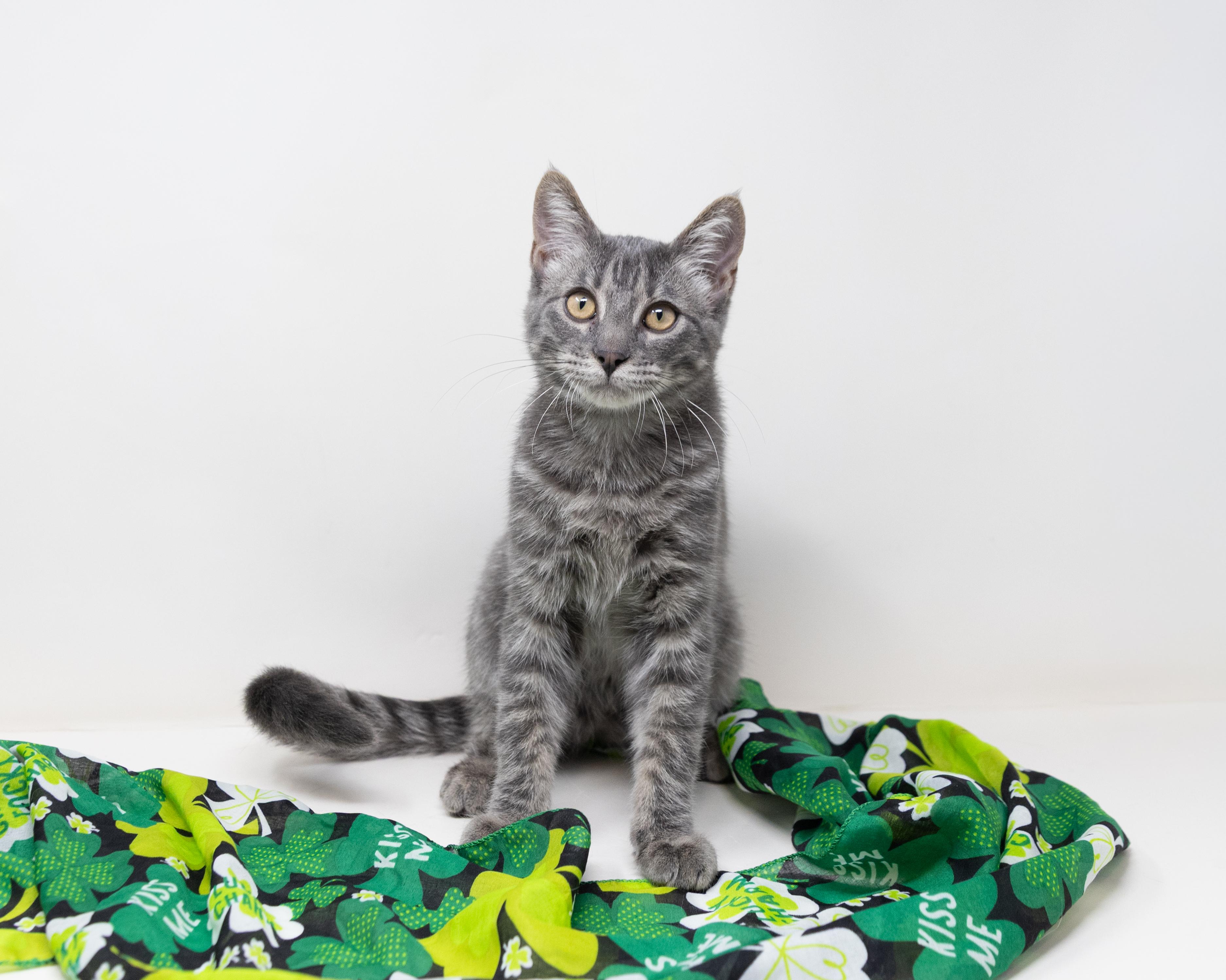Enlarge Grayson, a ADOPTABLE Tabby in Trophy Club, TX image 5/6