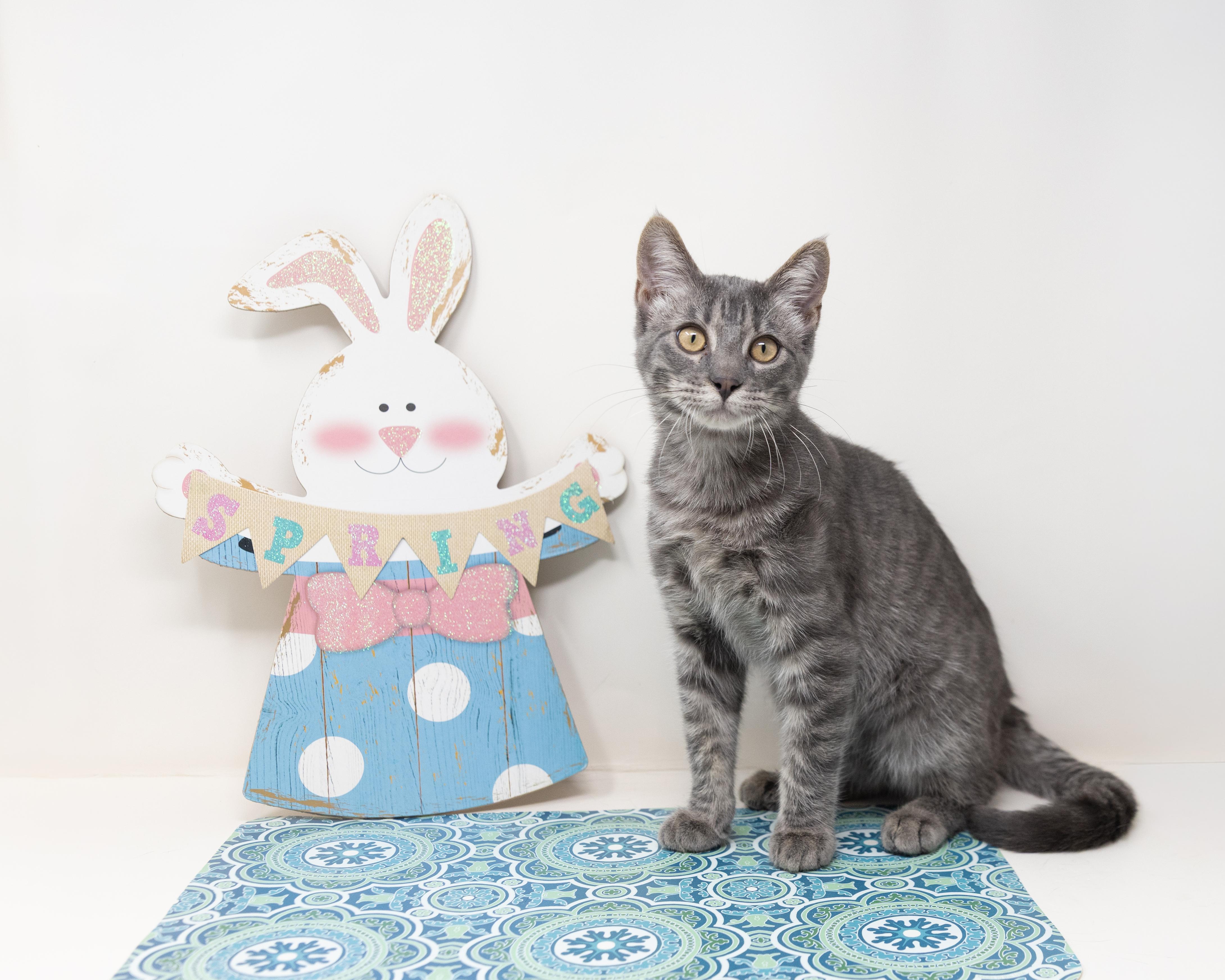 Enlarge Grayson, a ADOPTABLE Tabby in Trophy Club, TX image 6/6