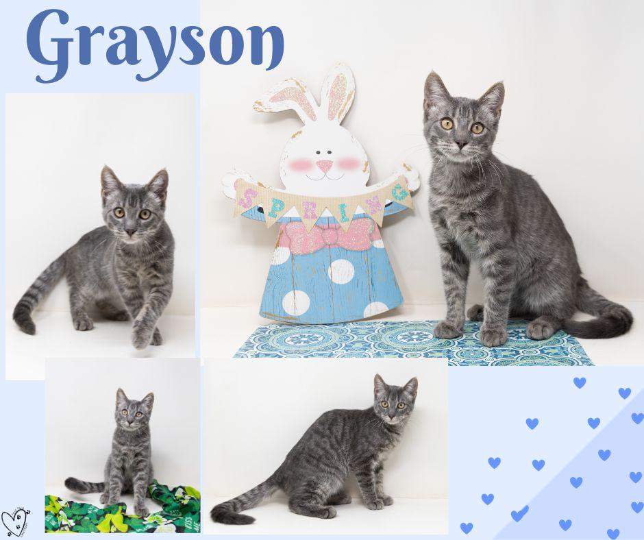 Enlarge Grayson, a ADOPTABLE Tabby in Trophy Club, TX image 2/6