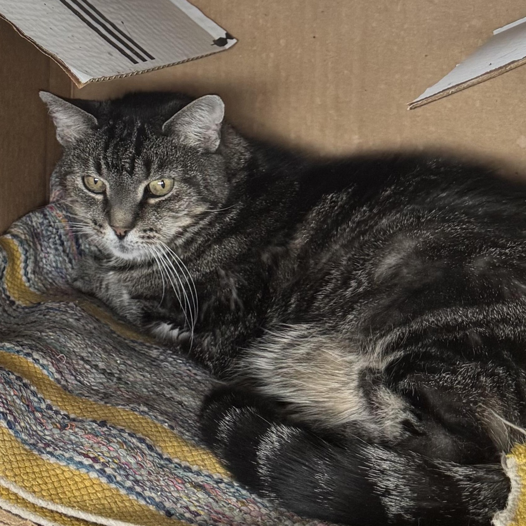Enlarge Blackie, a ADOPTABLE American Shorthair in Nashville, TN image 1/3
