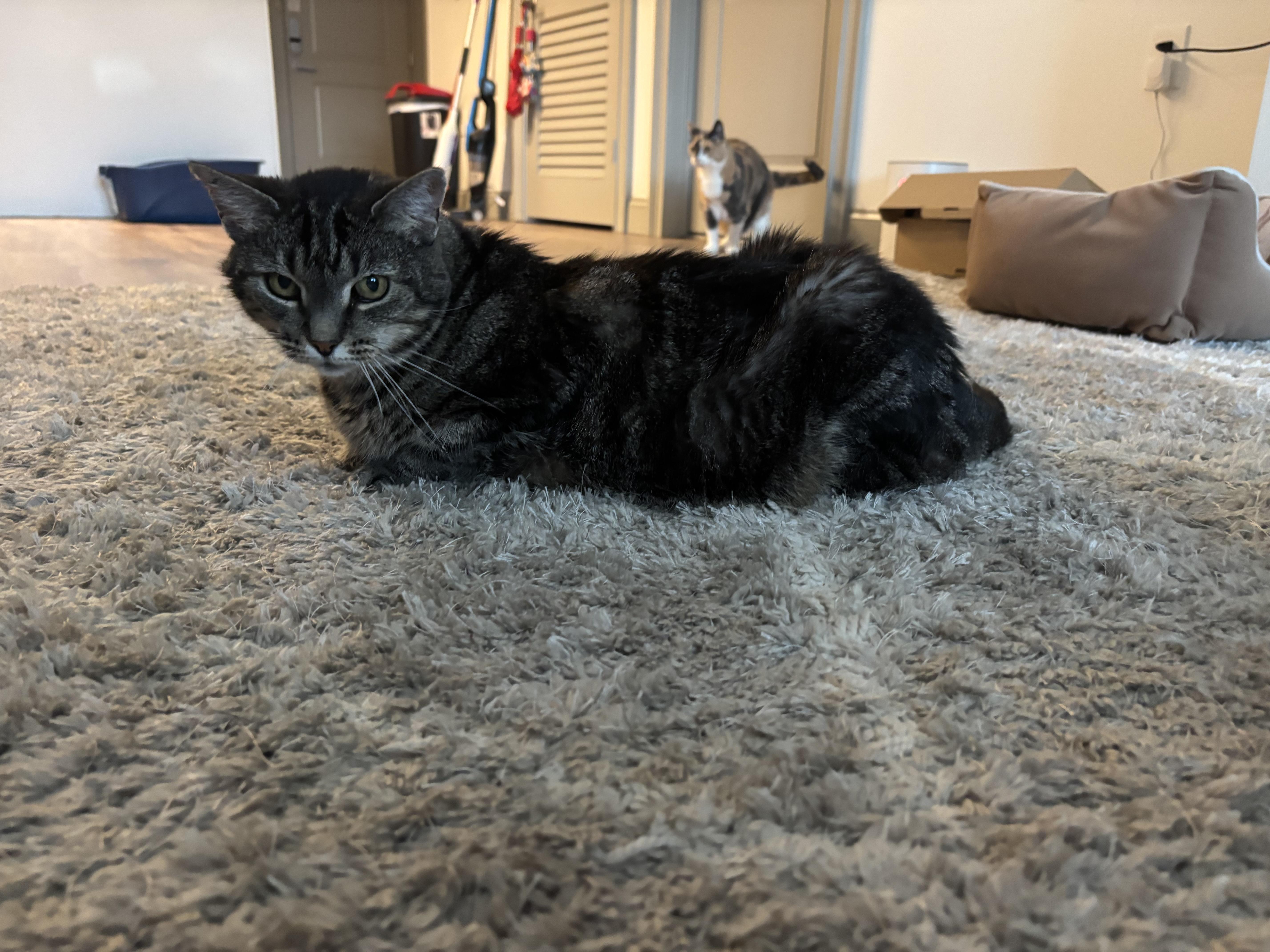 Enlarge Blackie, a ADOPTABLE American Shorthair in Nashville, TN image 2/3