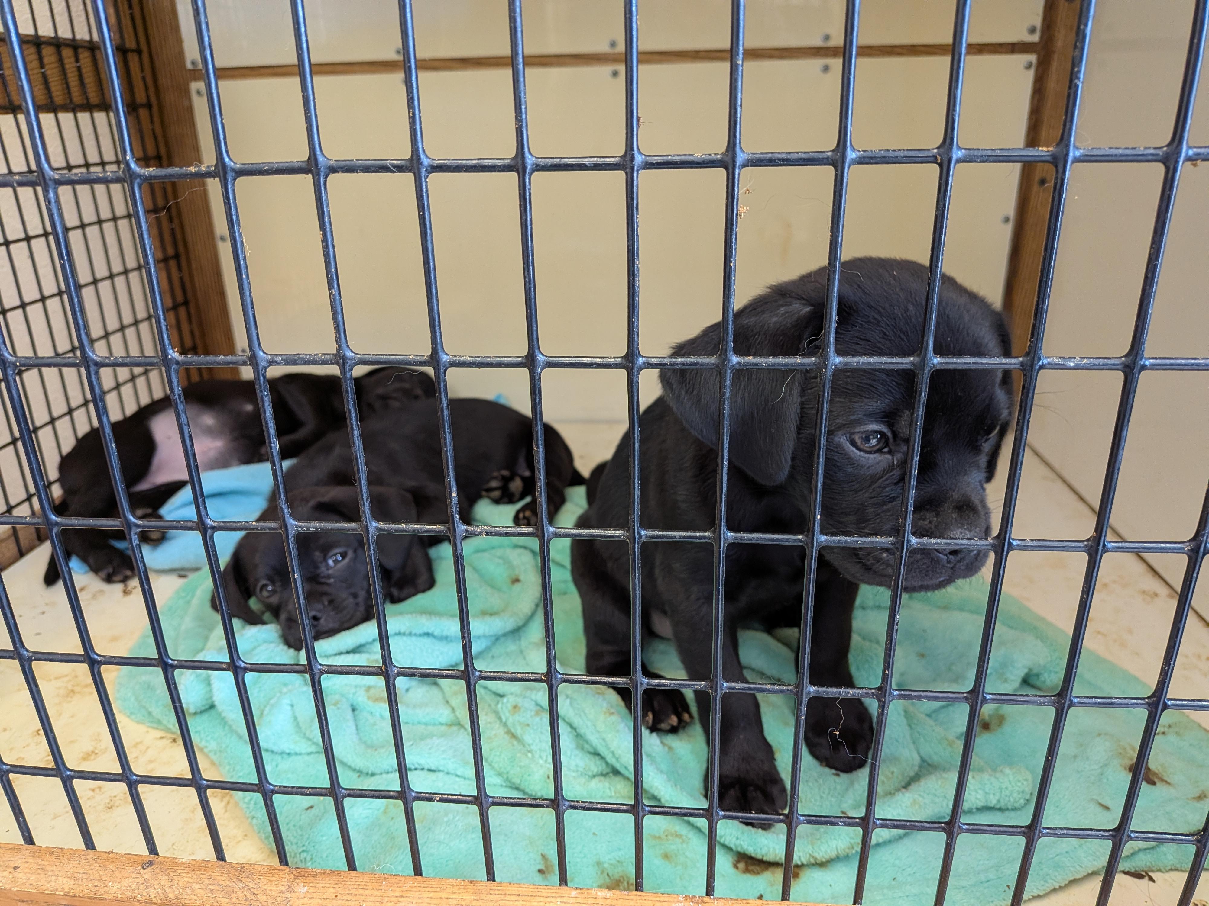 Pug puppies, ADOPTABLE, Puppy Female Pug.