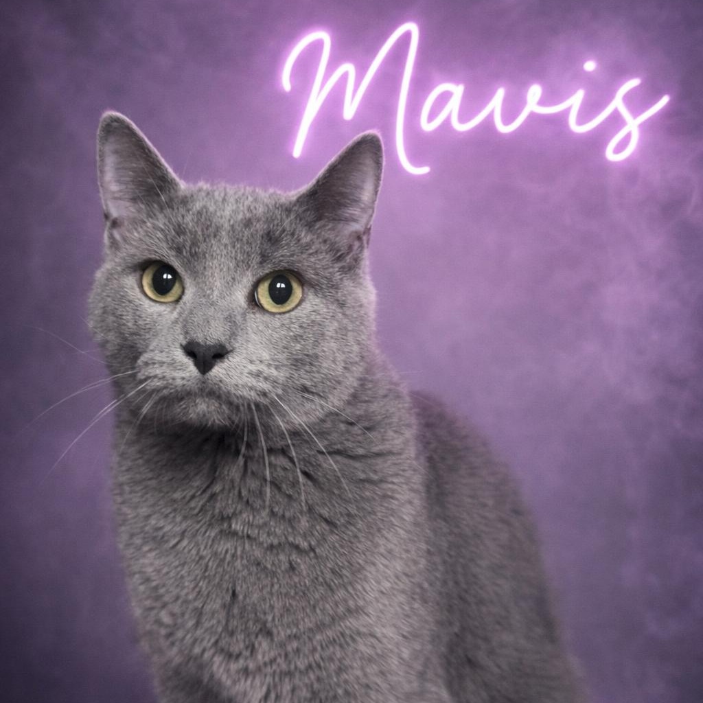 Mavis, ADOPTABLE, Adult Female Russian Blue.