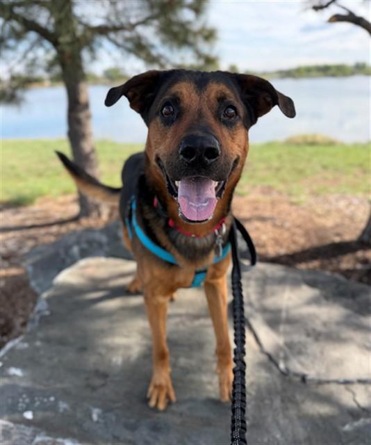 Enlarge HAUS, a Adoptable mixed breed in Brighton, CO image 1/1