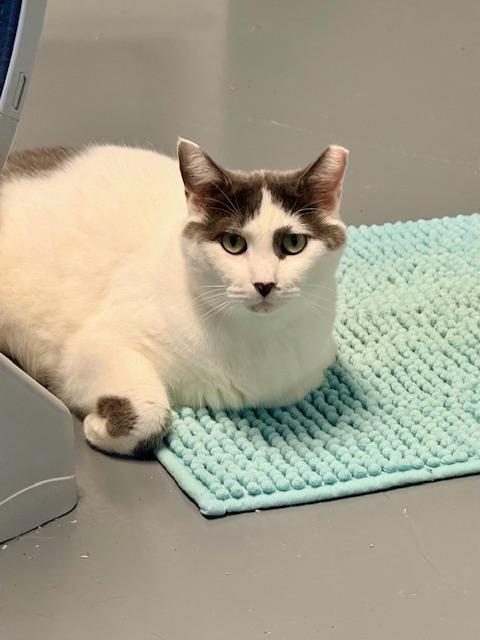 Enlarge Nanook, a ADOPTABLE Domestic Short Hair in Winter Haven, FL image 1/3