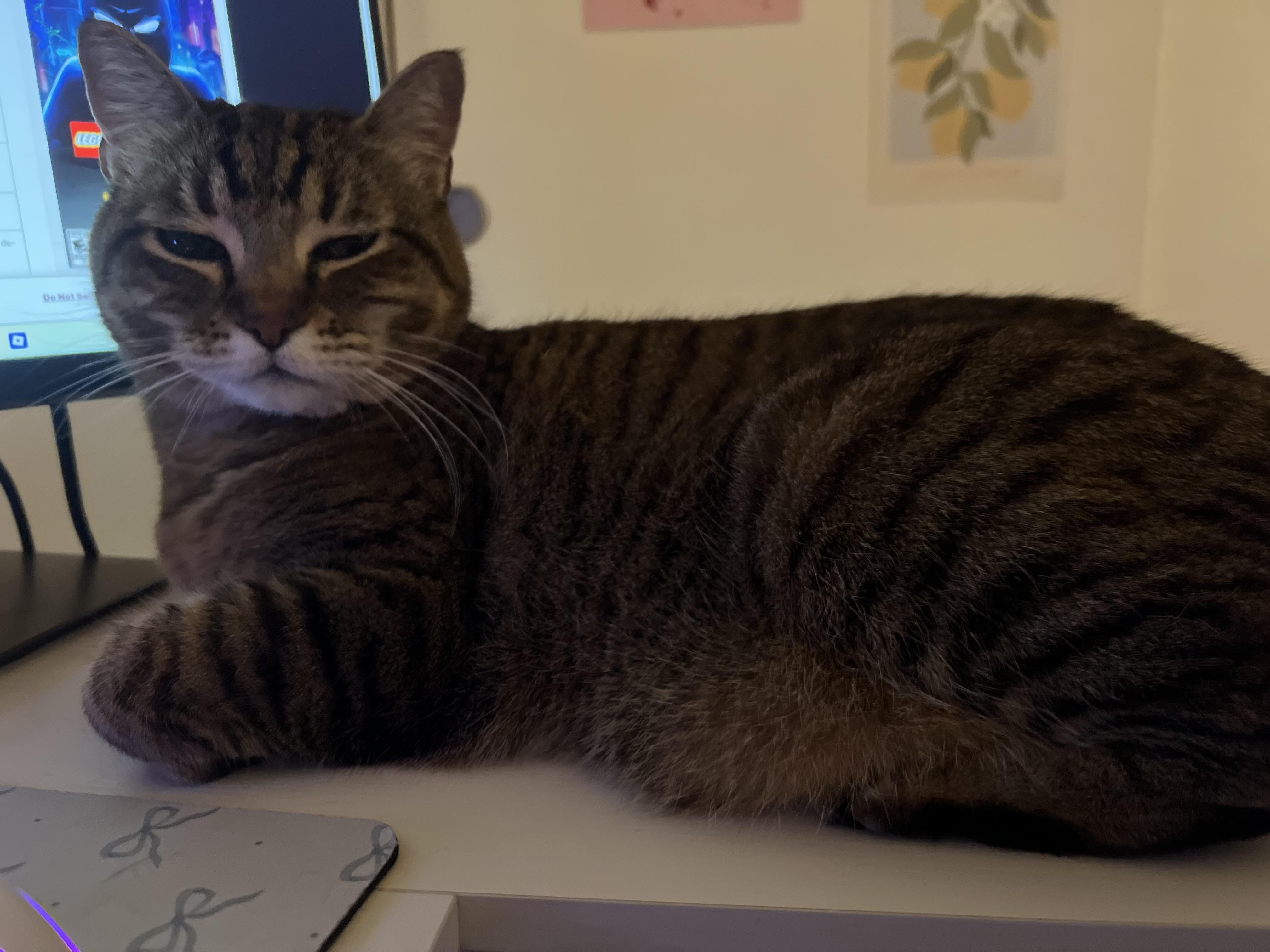Enlarge Sunday, a ADOPTABLE Domestic Short Hair in San Luis Obispo, CA image 6/6