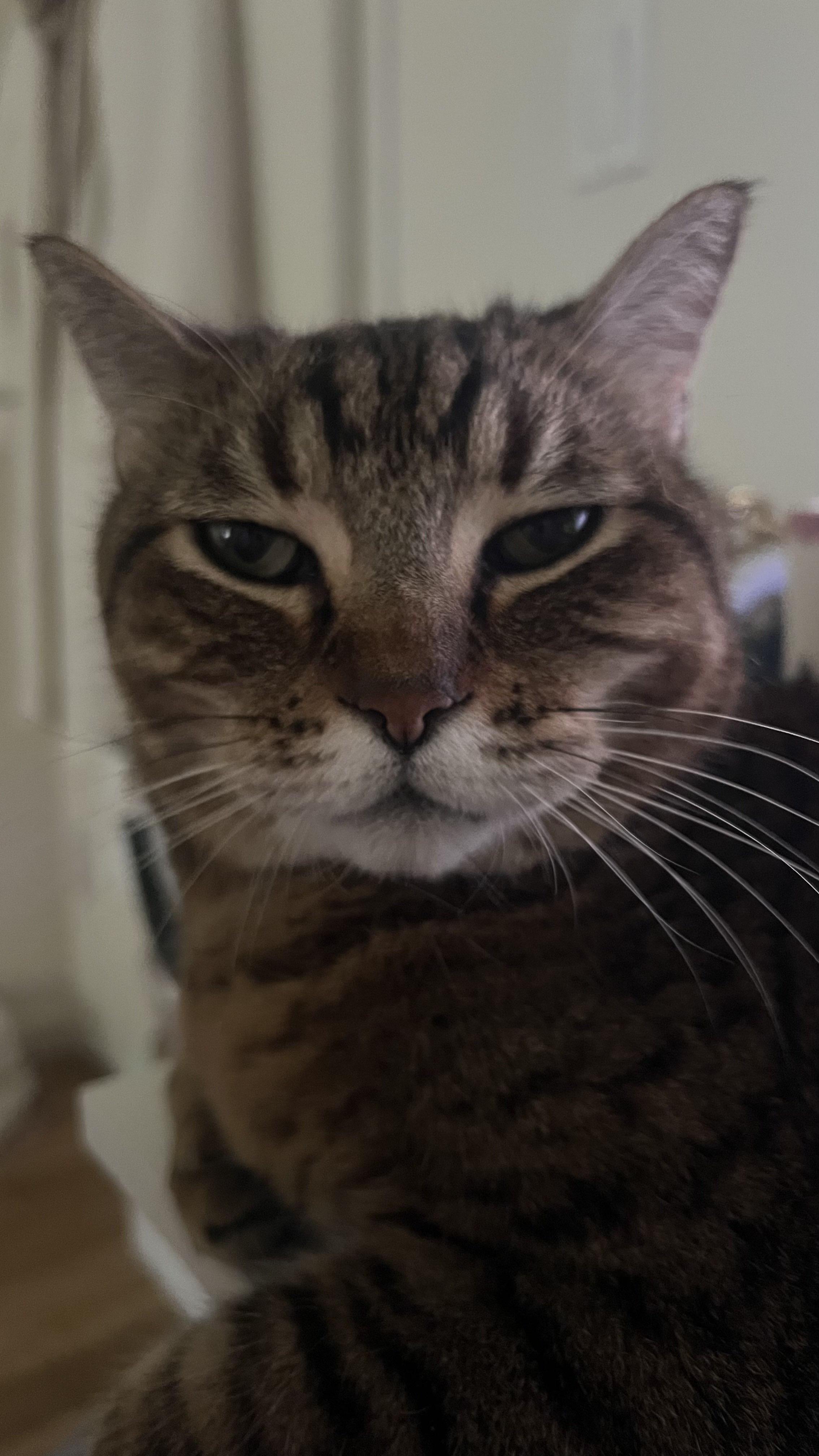 Enlarge Sunday, a ADOPTABLE Domestic Short Hair in San Luis Obispo, CA image 4/6