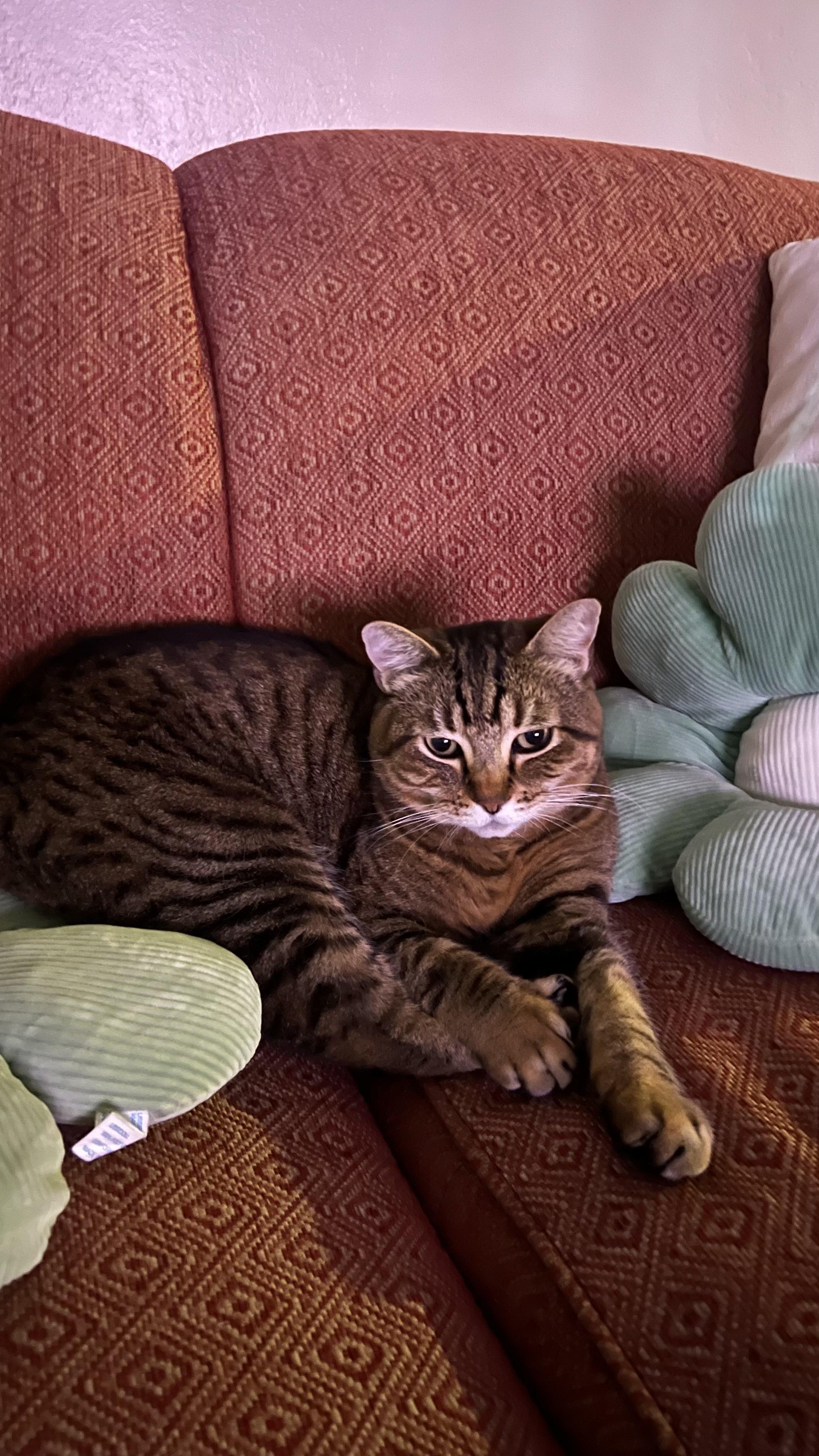 Enlarge Sunday, a ADOPTABLE Domestic Short Hair in San Luis Obispo, CA image 2/6
