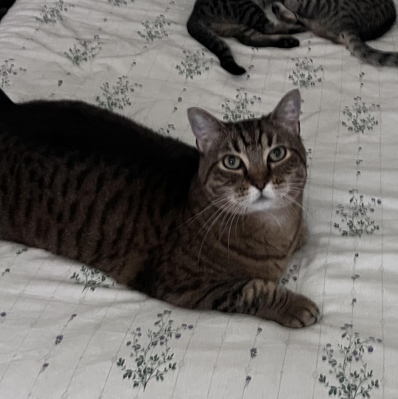 Enlarge Sunday, a ADOPTABLE Domestic Short Hair in San Luis Obispo, CA image 2/6