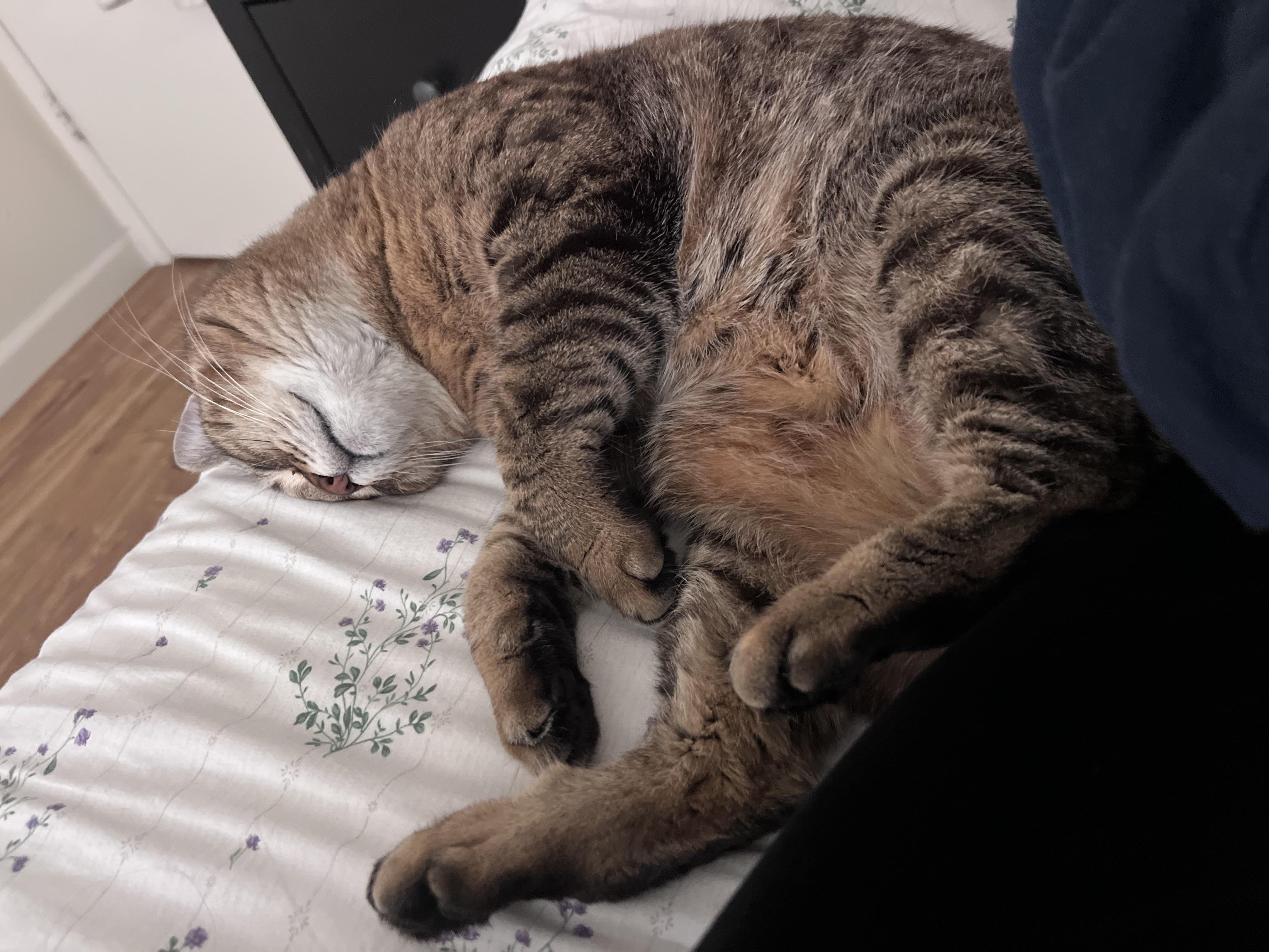 Enlarge Sunday, a ADOPTABLE Domestic Short Hair in San Luis Obispo, CA image 5/6