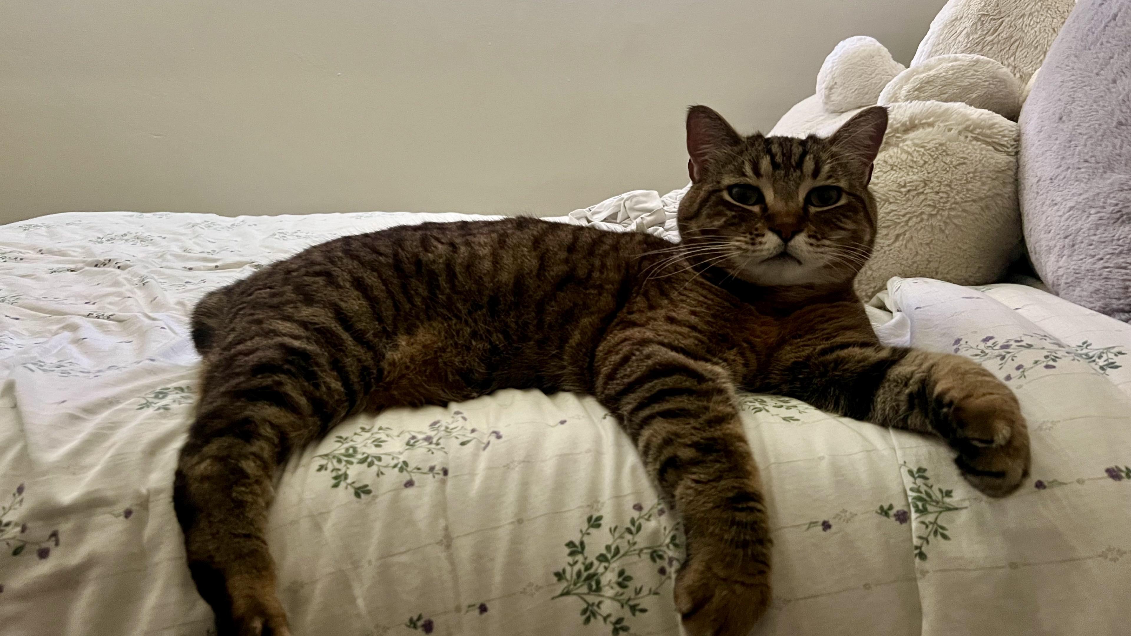 Enlarge Sunday, a ADOPTABLE Domestic Short Hair in San Luis Obispo, CA image 1/6