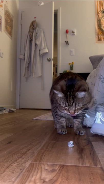Enlarge Sunday, a ADOPTABLE Domestic Short Hair in San Luis Obispo, CA video 3/6