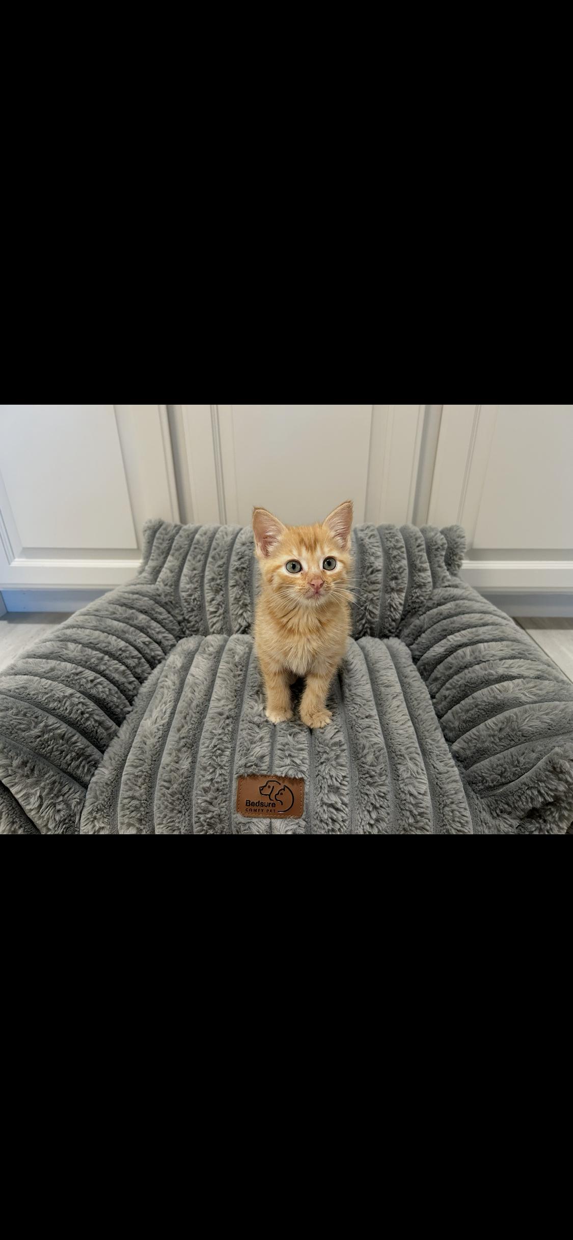 Nacho, ADOPTABLE, Kitten Male Domestic Short Hair.