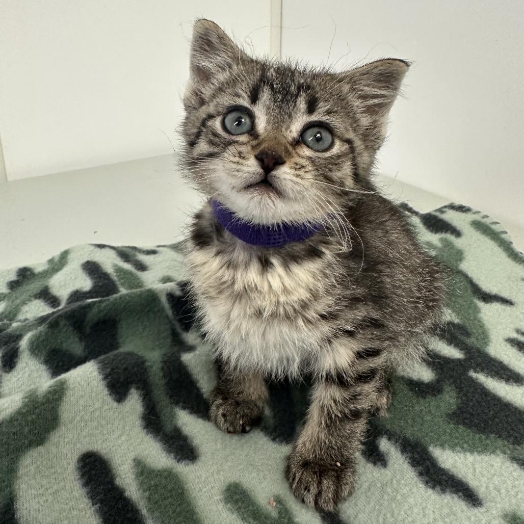 Seattle, Adoptable, Kitten Female Domestic Short Hair & Domestic Short Hair.