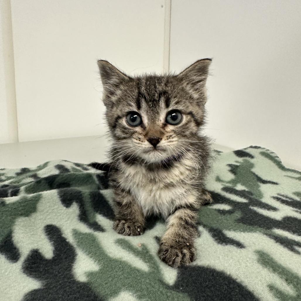 Seattle, a Adoptable mixed breed in Milford, IA image 2/3