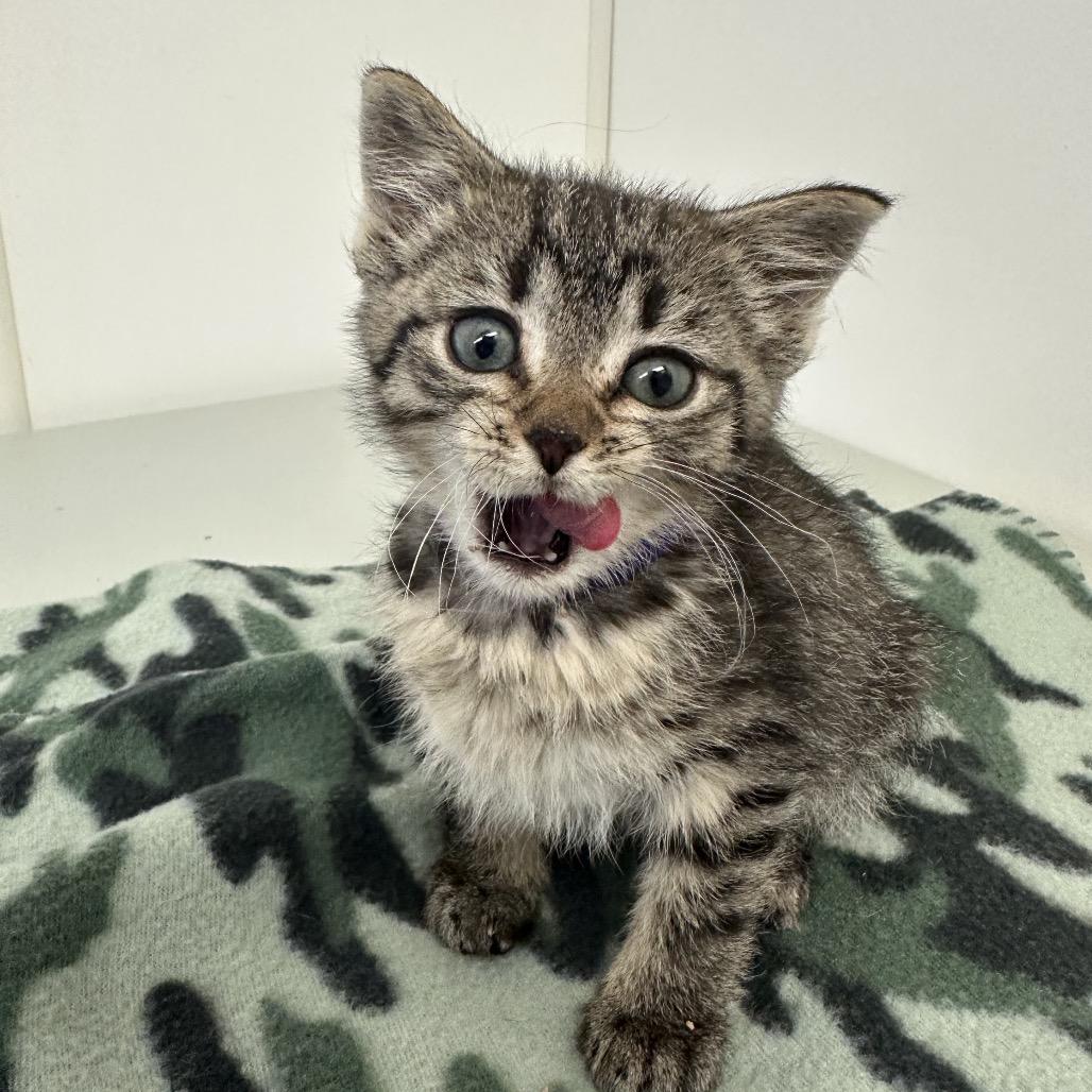 Seattle, a Adoptable mixed breed in Milford, IA image 3/3