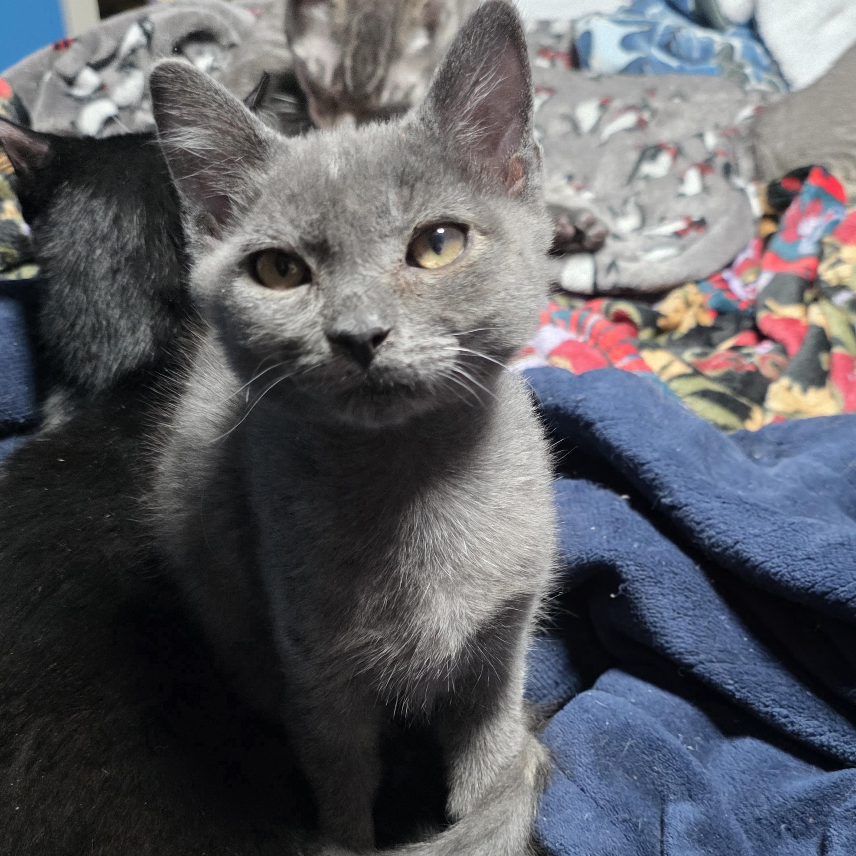 Enlarge Gusty, an adopted Domestic Short Hair in Cortland, NY image 1/1