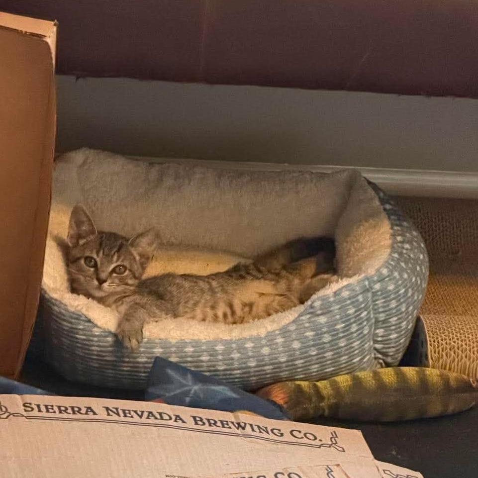 Pitter Patter, Adoptable, Kitten Female Domestic Short Hair.