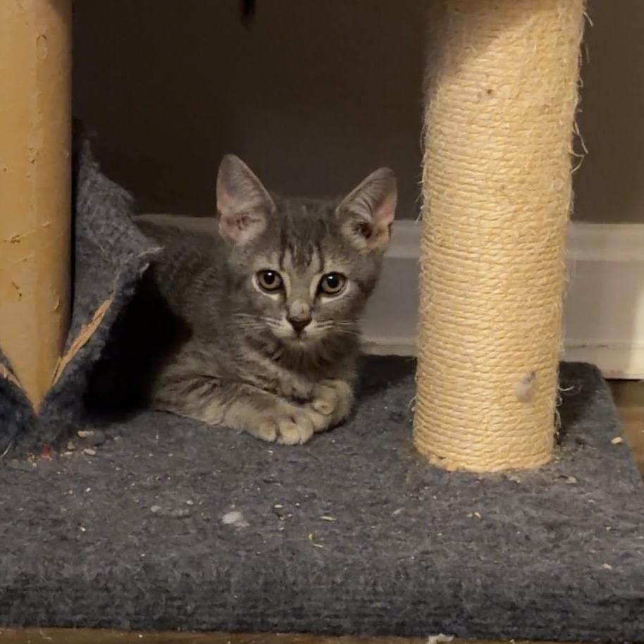 Enlarge Pitter Patter, a Adoptable Domestic Short Hair in Jarrettsville, MD image 2/6