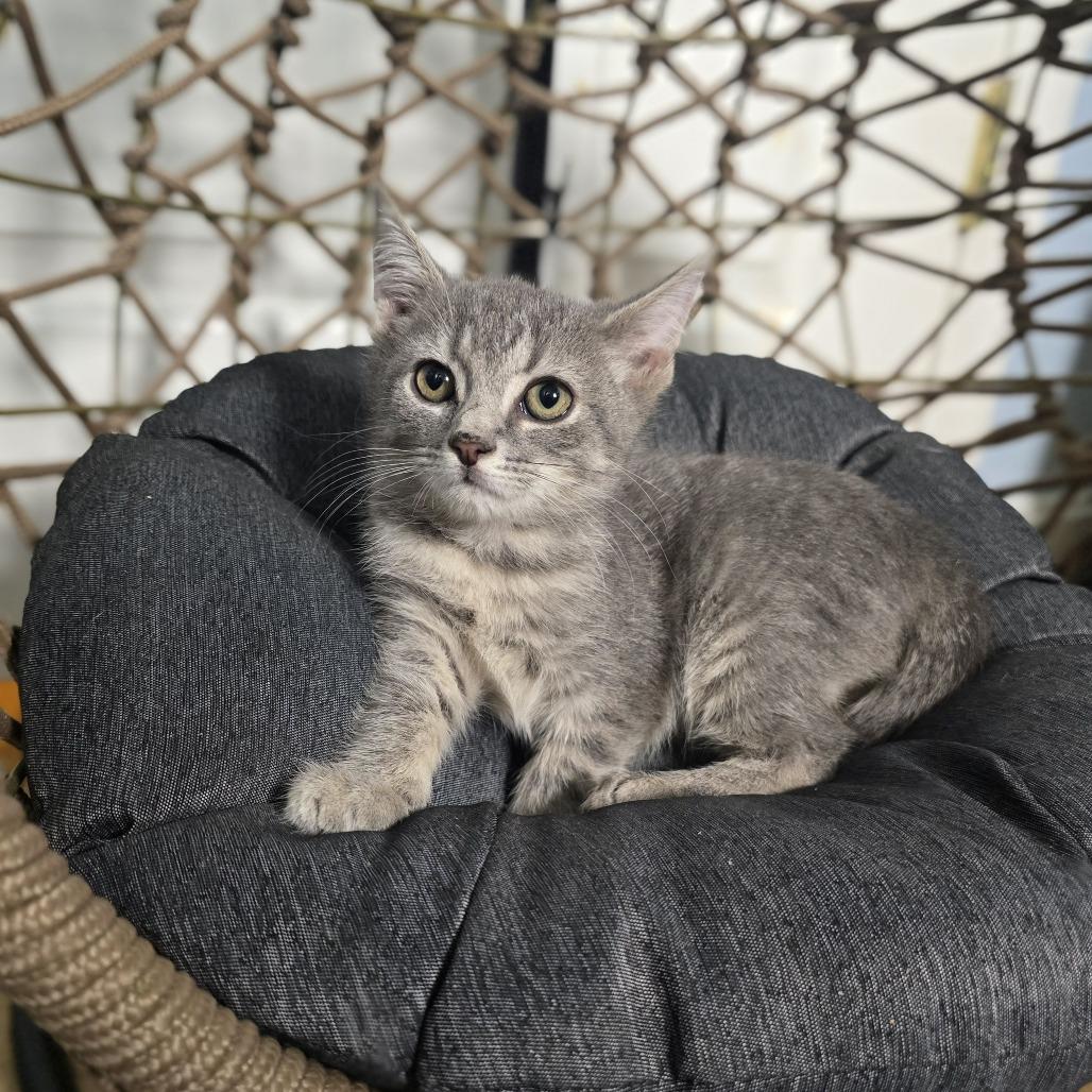 Enlarge Pitter Patter, a Adoptable Domestic Short Hair in Jarrettsville, MD image 5/6