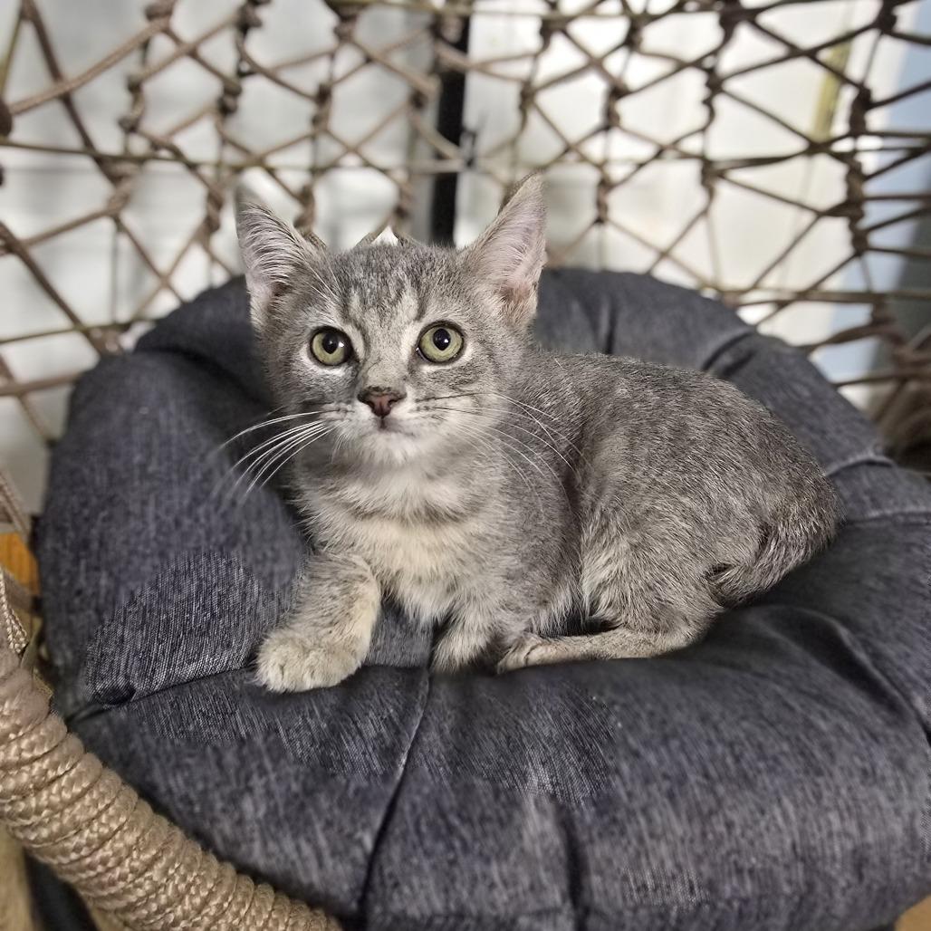 Enlarge Pitter Patter, a Adoptable Domestic Short Hair in Jarrettsville, MD image 6/6