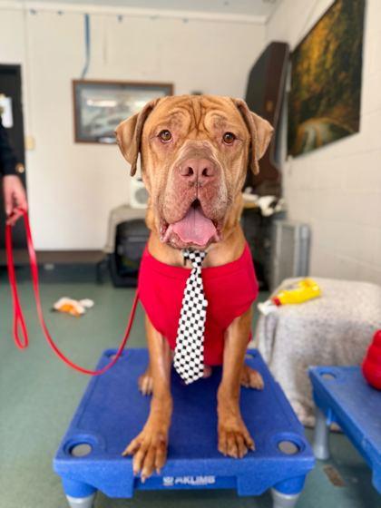 Lord, Adoptable, Young Male Dogue de Bordeaux & Mastiff.