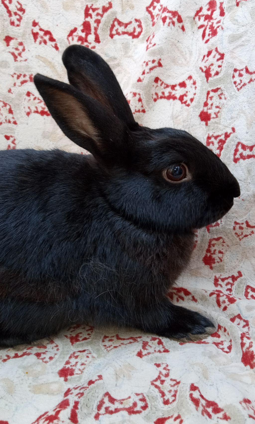 Carl Dean, Adoptable, Young Male Polish.