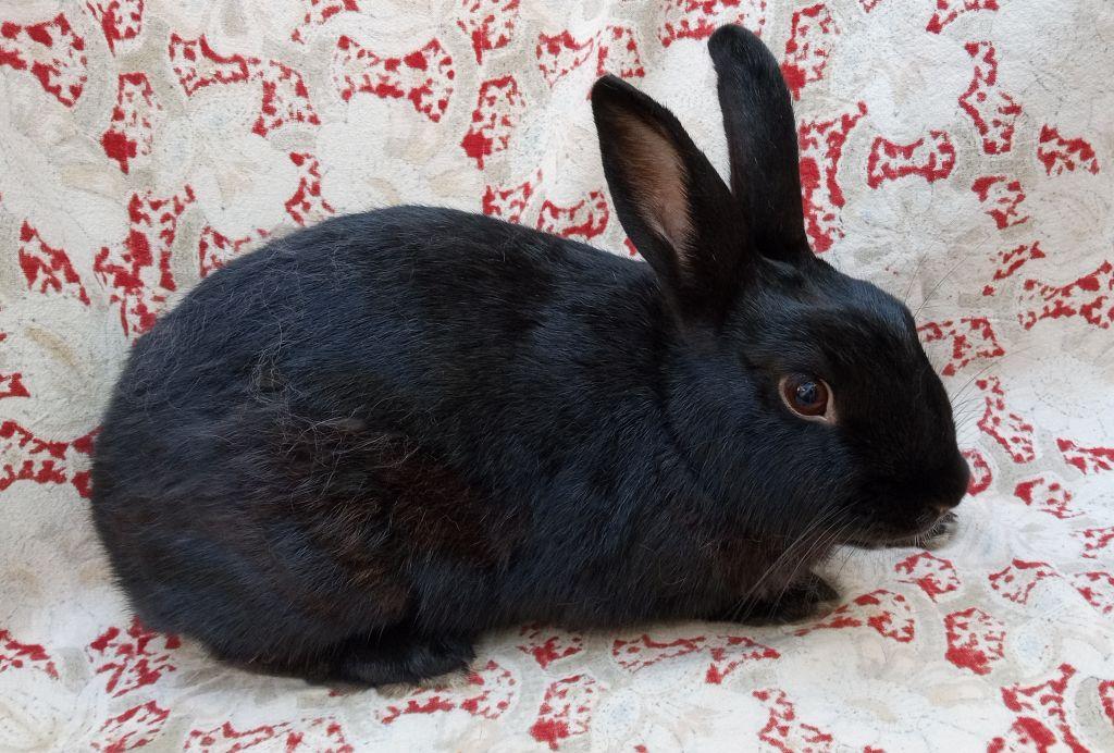 Enlarge Carl Dean, a Adoptable Polish in Goleta, CA image 2/2