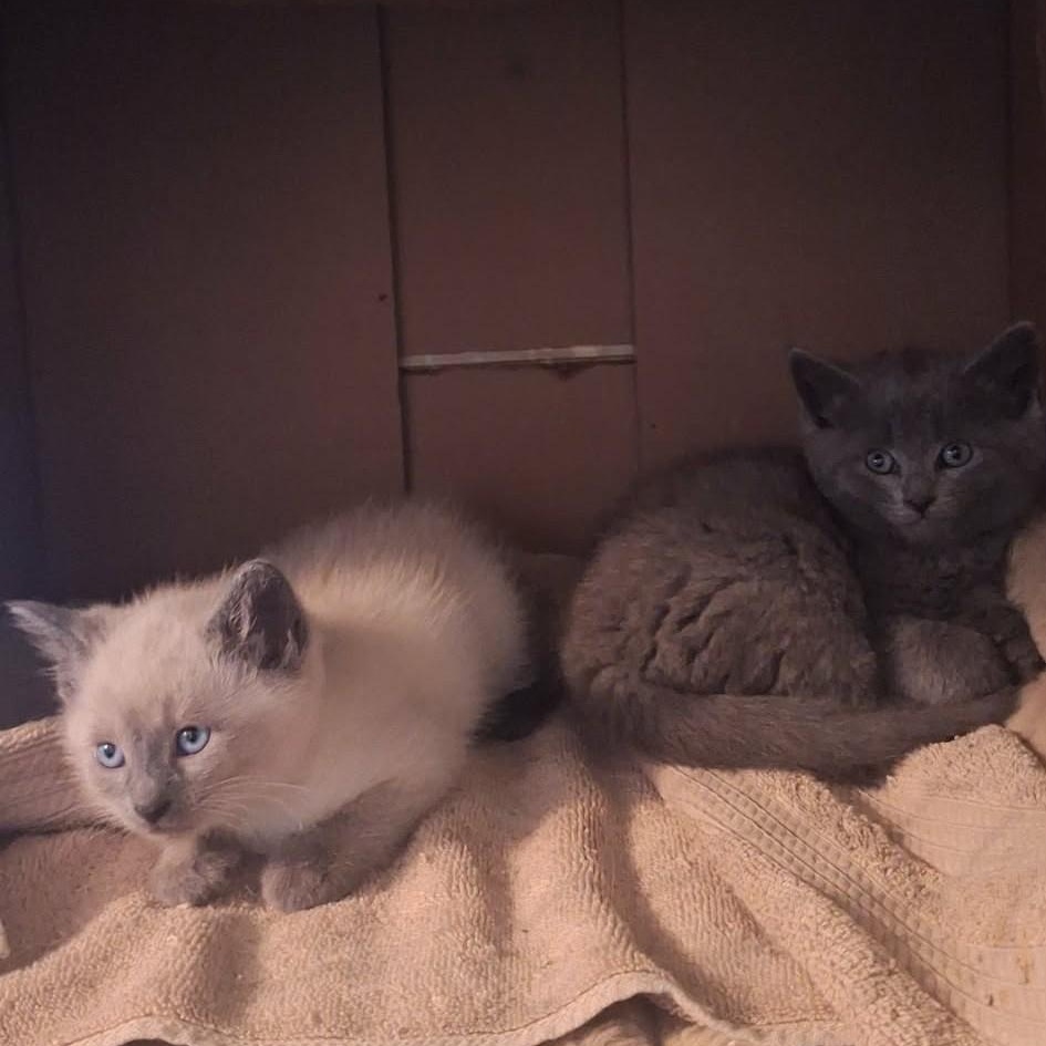 Finley and Fillip, adopted, Kitten Male Domestic Short Hair.